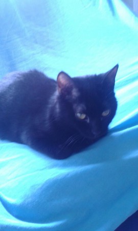 adoptada